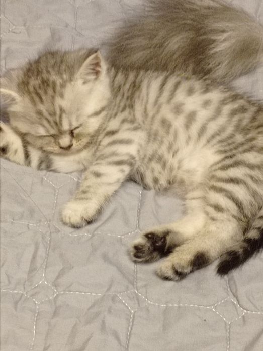 Британские котята с родословной