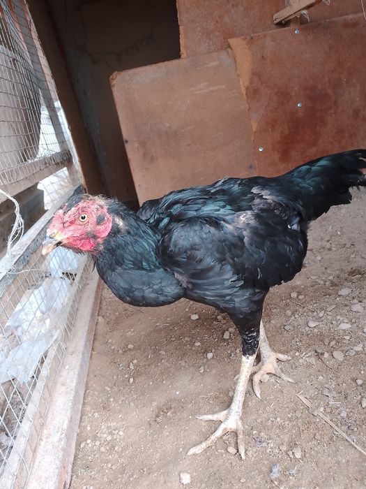 Srochno sotiladi dakan tovuq