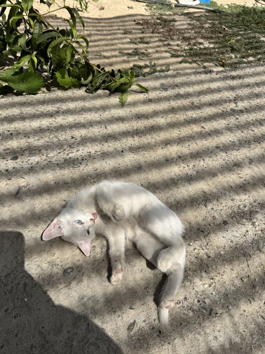 Милая кошечка скоттиш-страйт, 4 месяца