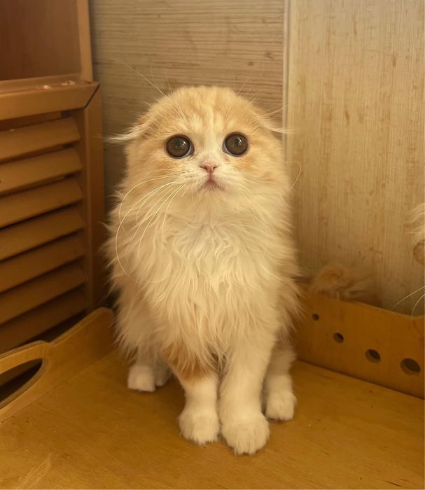 Котята фолды и страйты