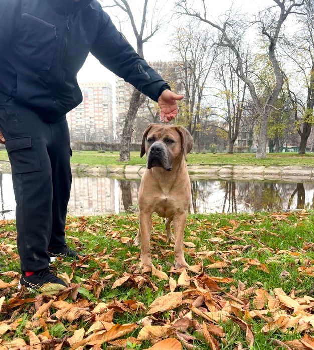 Продавам кученца Кане Корсо – ваксинирани, с паспорт и родословие
