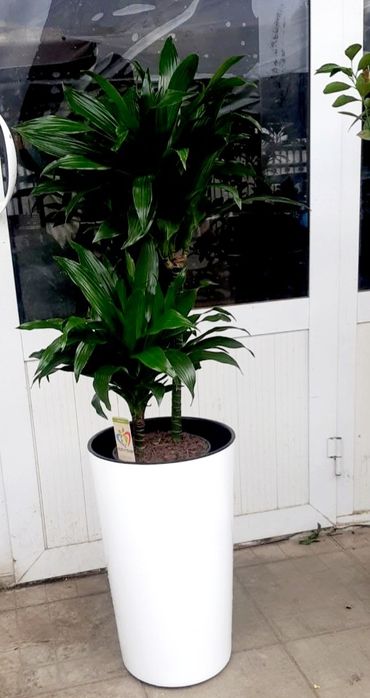 Драцена  зелёная