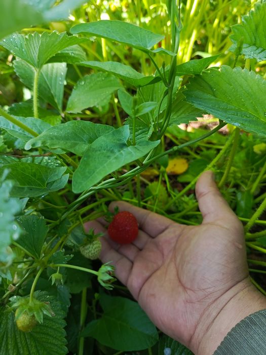 Саженцы клубники