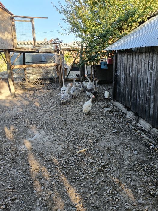 Gâște   africane