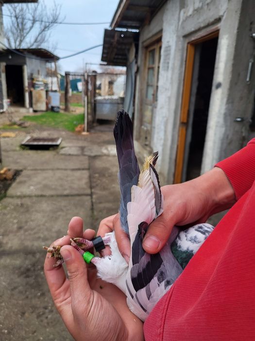 Porumbei voiajori zbor