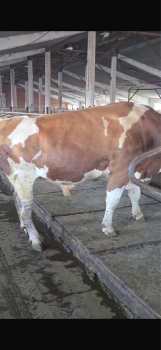 Продам быка симментал