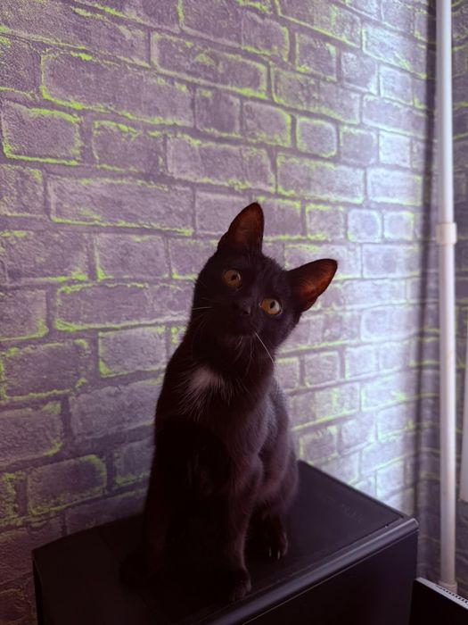 Отдам в добрые руки котенка