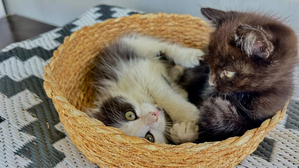 Отдам котят в добрые руки