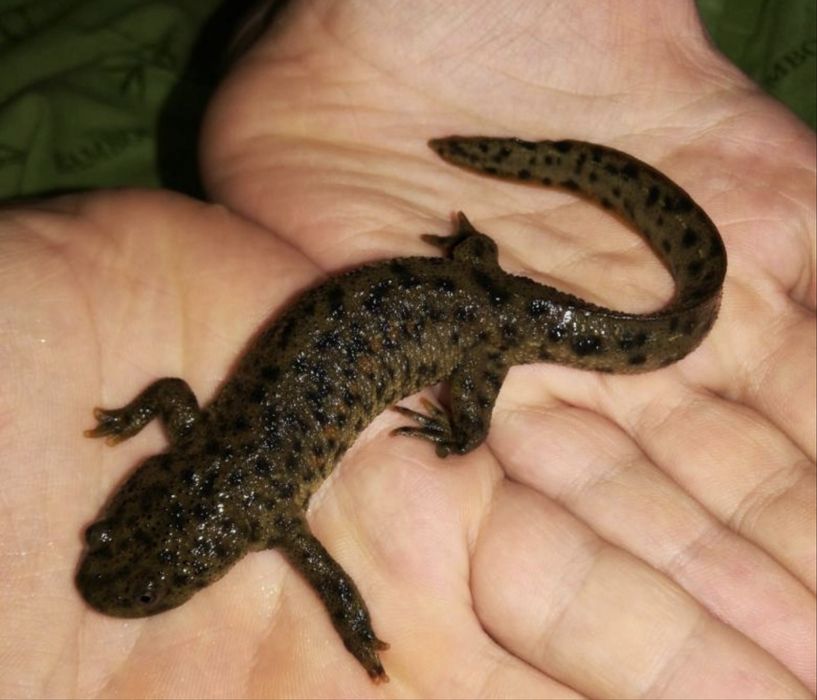 Продаются  иглистый тритон