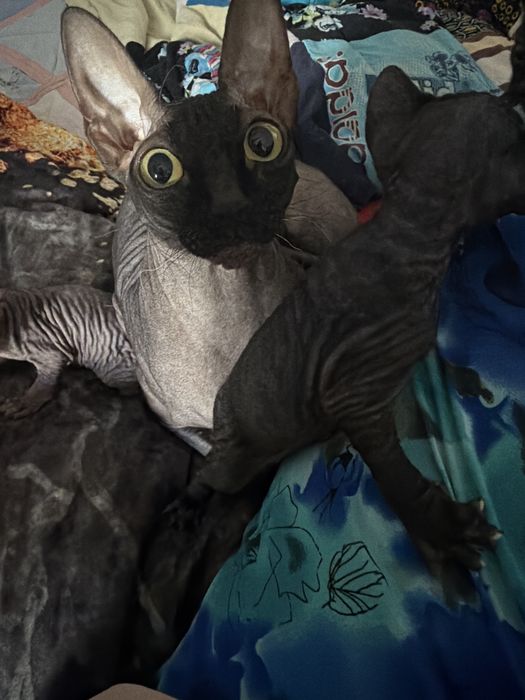 Котята сфинксы в начале октября.