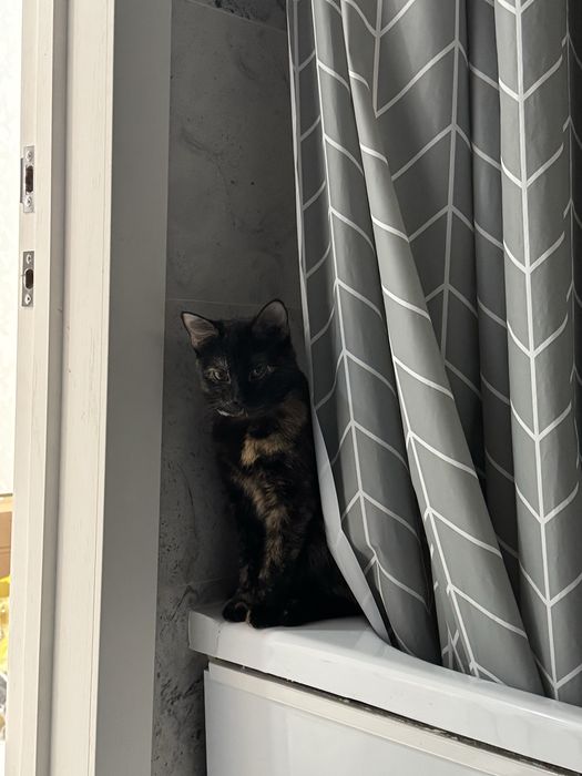 Отдам кошку даром