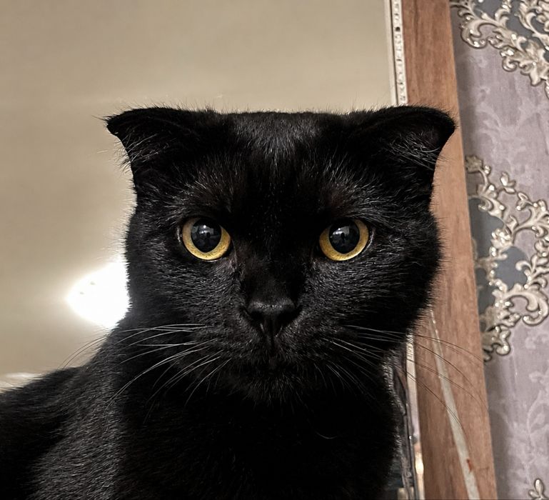 Mushuk sotiladi scottish fold