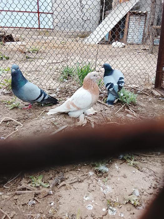 Продается Голуби