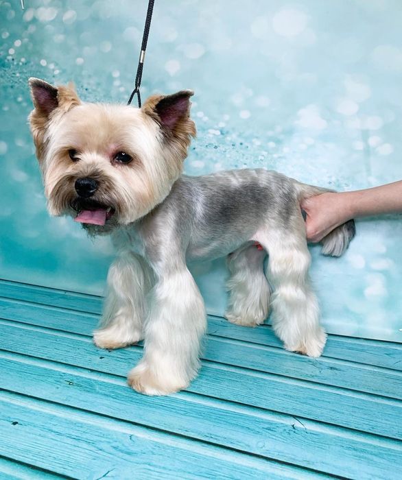 Стрижка собак и кошек