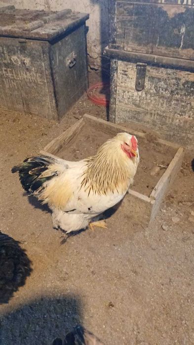 Cocoși de curte de vanzare