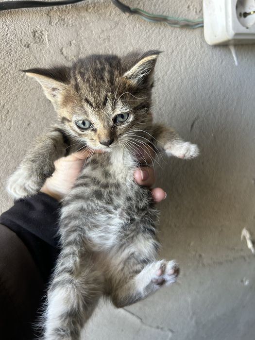 Отдам котят 1 мес косшы