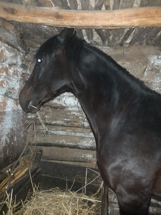 Cal de vanzare, 6 ani. Comuna Apele Vii