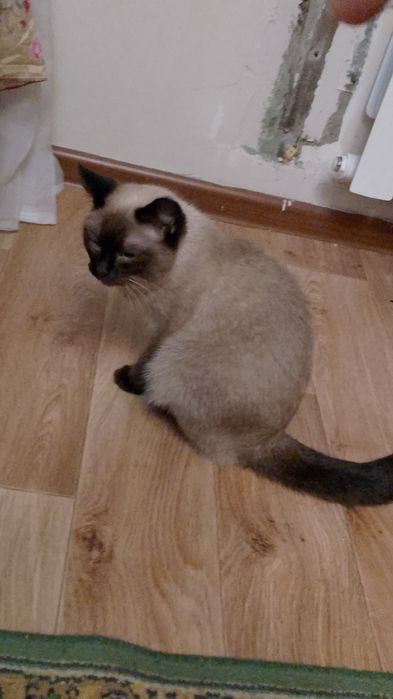 Отдам кошку в добрые руки