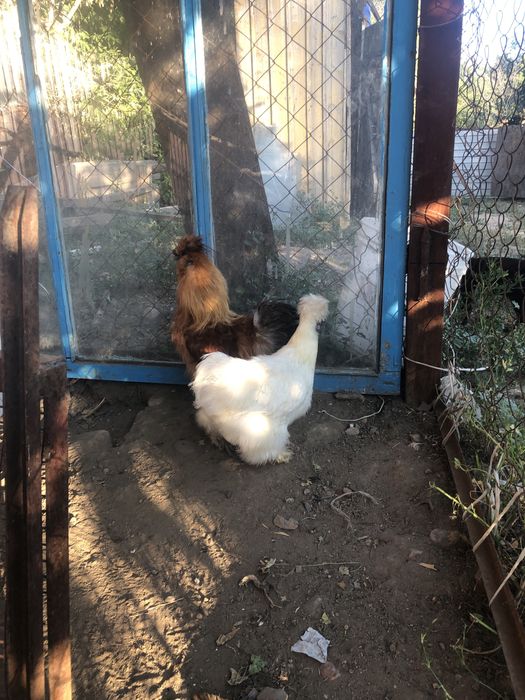 Китайские шелковые пара