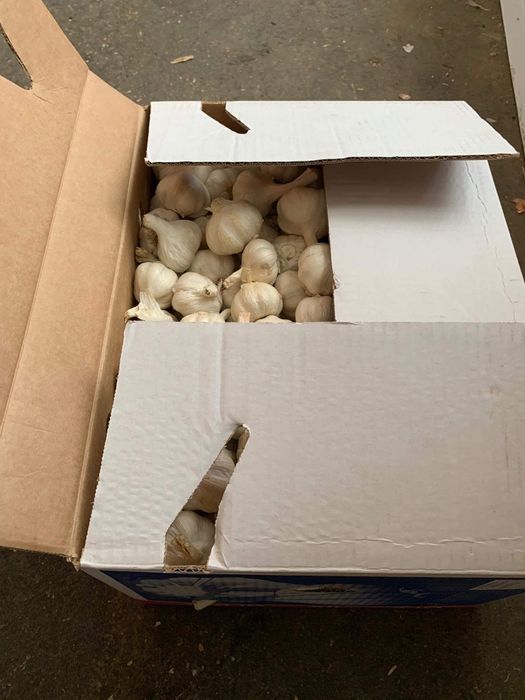 Vand usturoi spaniol si românesc!!!