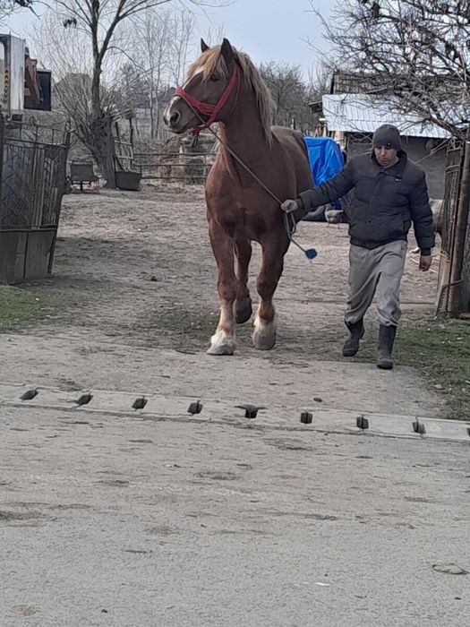 Vând armăsar sau schimb cu vacii