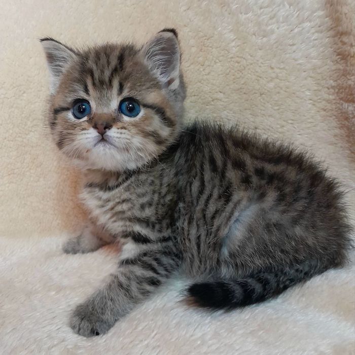 Скотиш страйт мальчик золотая шиншилла табби