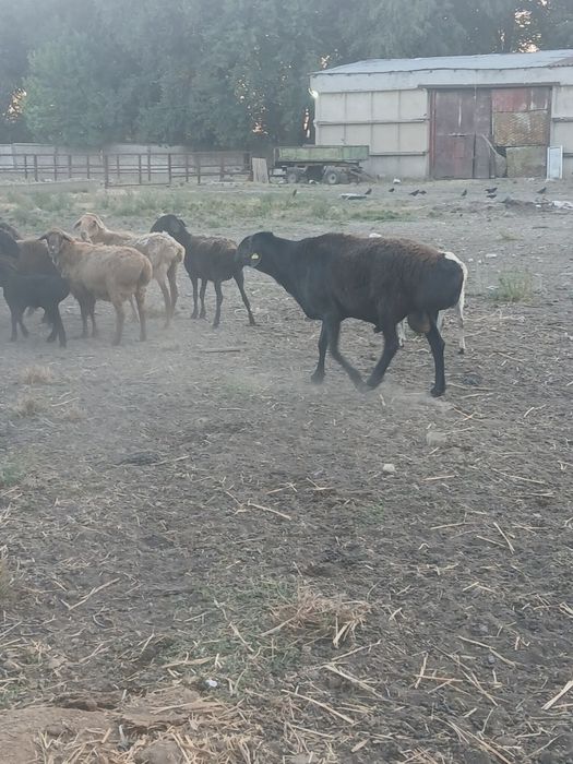 Продам баранов овце-матки