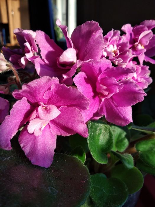 Живые цветы фиалки