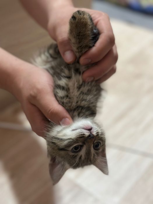 марғау британка+шотлондец/ мальчик