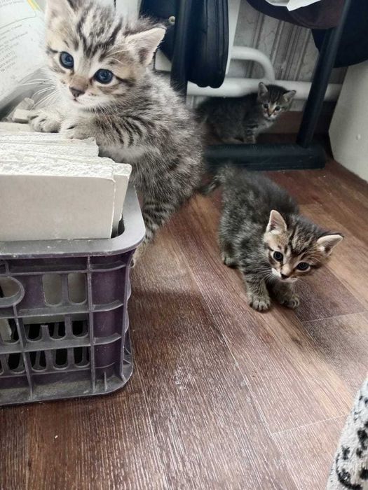 Отдам котят в хорошие руки