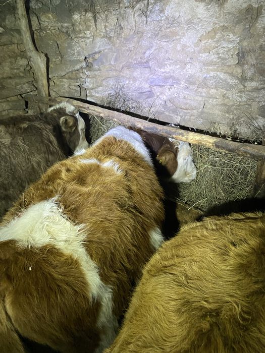 Продаются телята бычки