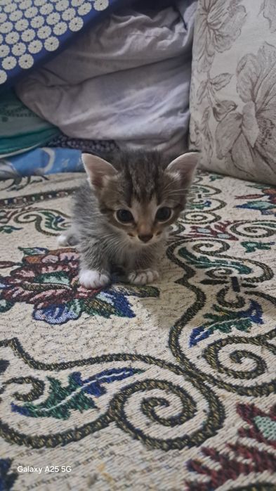 Отдам котят, СРОЧНО