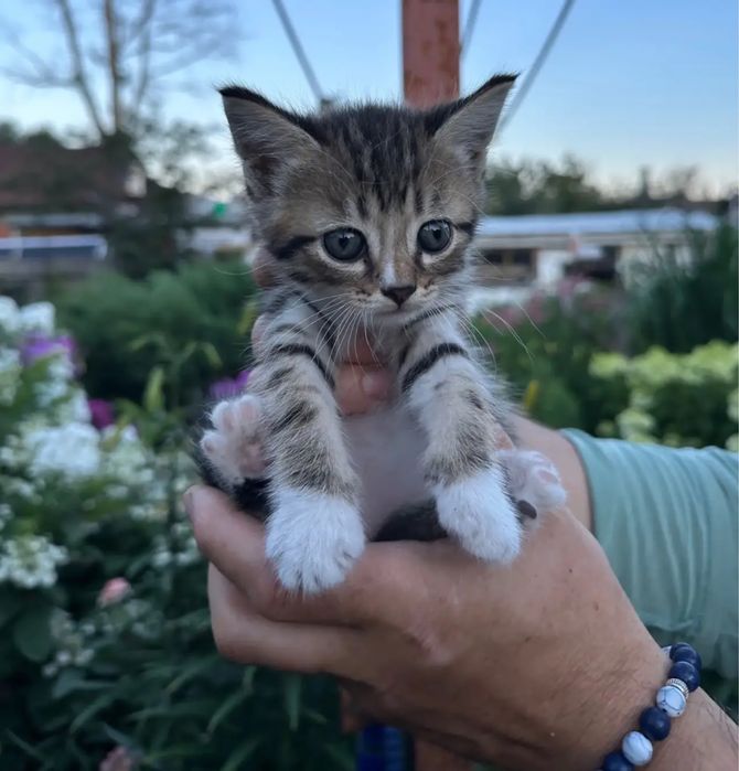Котята в добрые руки