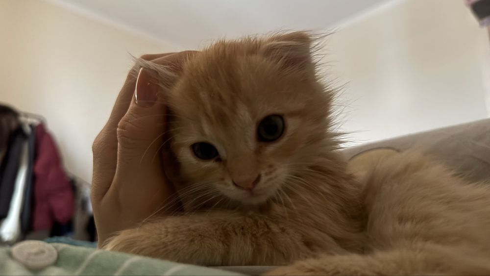 Ищем заботливый дом для нашего котика!