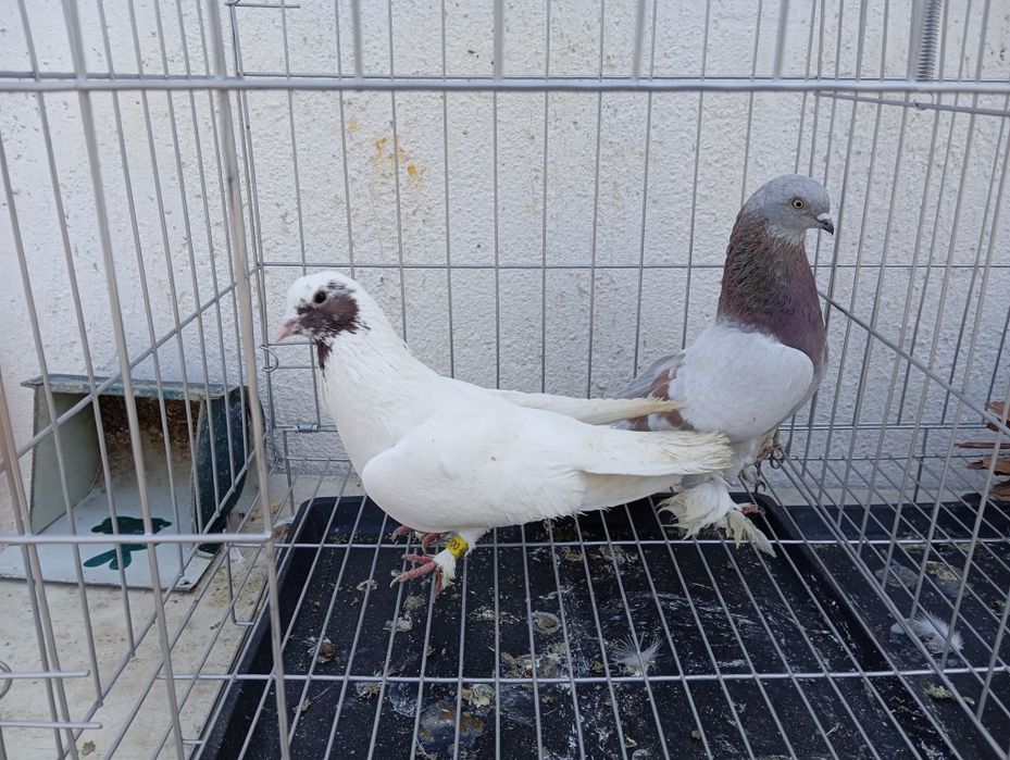 Продаются голуби