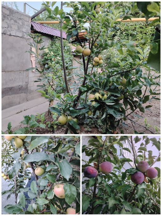 Срочно продается дом в Таваксае