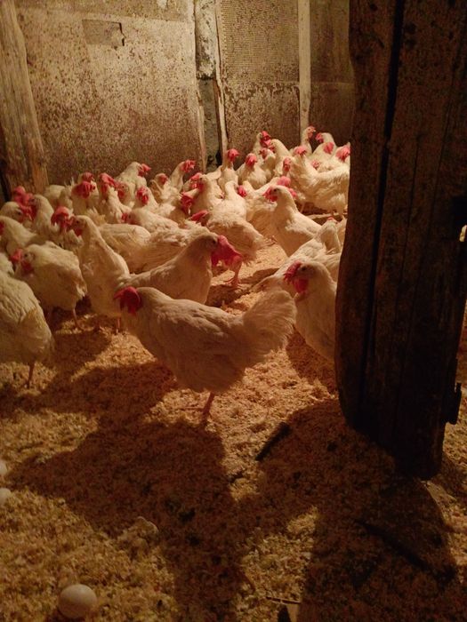 Куры ленгорн выкая яйценоскость