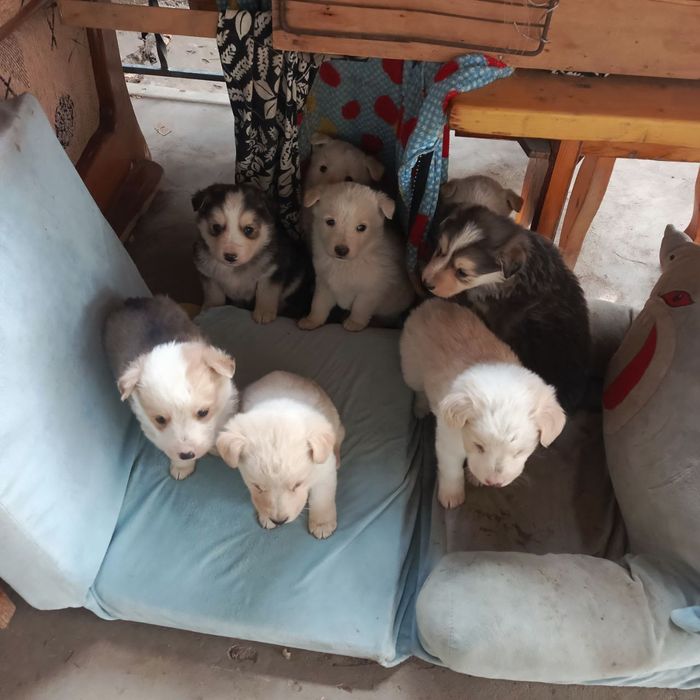 Продаются щенки девочки и мальчики