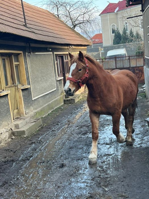 Vand manza de 3 ani foarte cuminte!