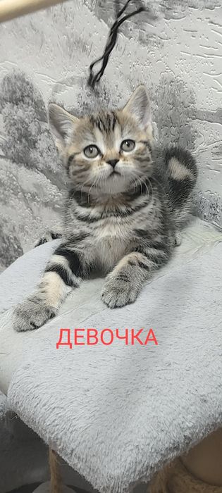 Шотландка котенок девочка