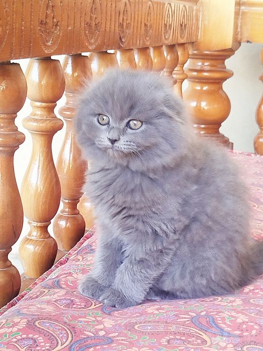 Продается котенок