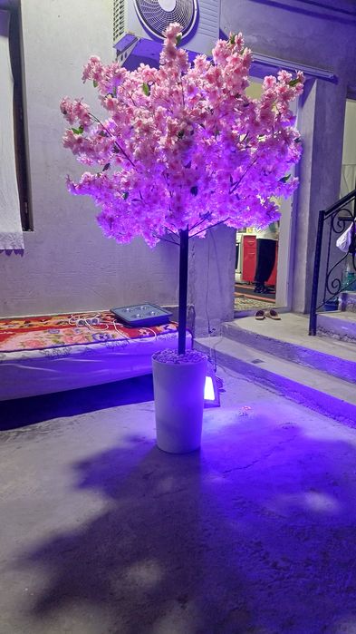 Sakura dekorativ daraxti gul sotiladi