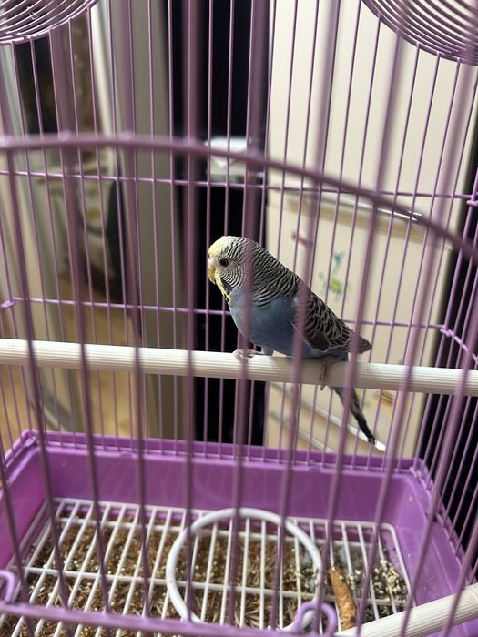 Попугай волнистые продам