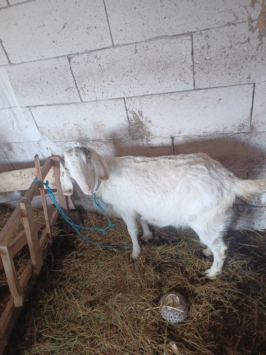 Capră tânără pentru cei interesați