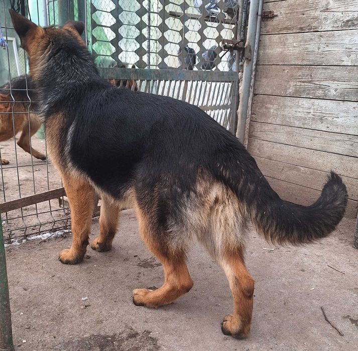 Pui Ciobanesc German Cu Pedigree