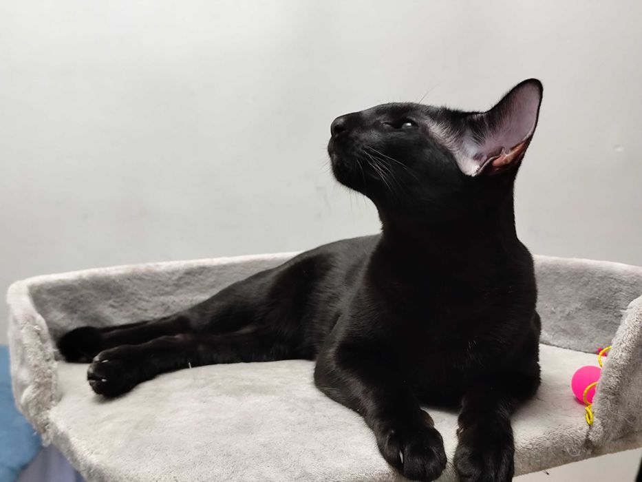 Вязка ориентального кота