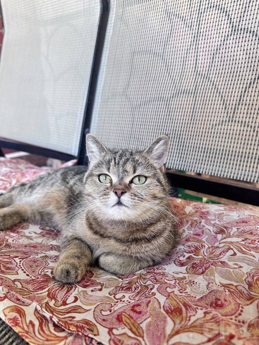 Chinchila marmar Scottish fold british