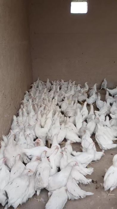 Tuxumga yaqin loman sendi tovuqlari sotiladi