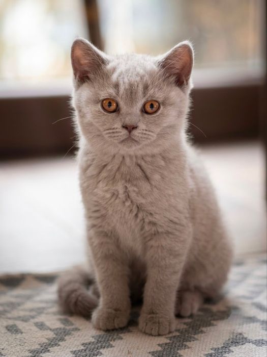 Pisicuță adorabilă