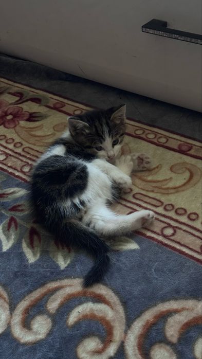 Отдам котят в добрые руки